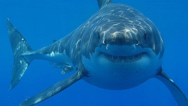 Dozen great white sharks spotted along Plett coastline | News Article