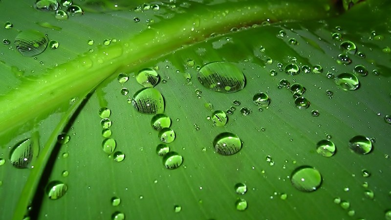 Agri podcast: Department welcomes proclamation of International Day of Plant Health Agri podcast: Department welcomes proclamation of International Day of Plant Health | News Article