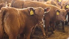 NW pair in court over stock theft NW pair in court over stock theft | News Article