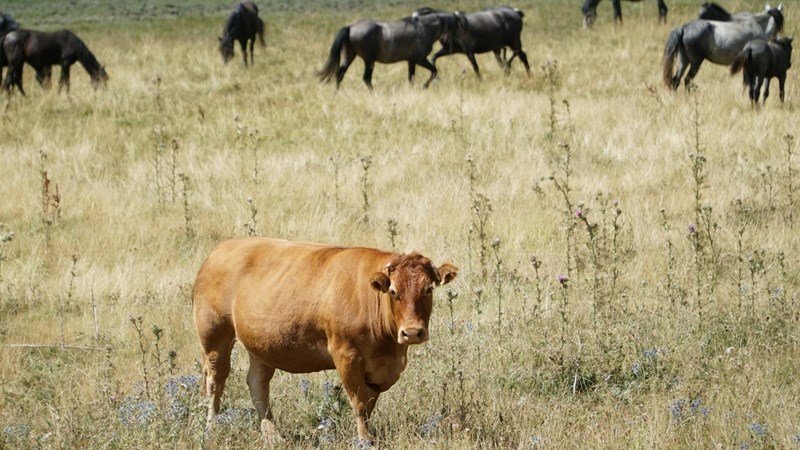 Faktore wat bydra tot die mislukkig van grondherverdeling | News Article