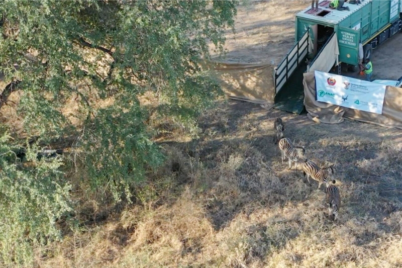 Kruger Park’s translocation project a rare win for nature | News Article