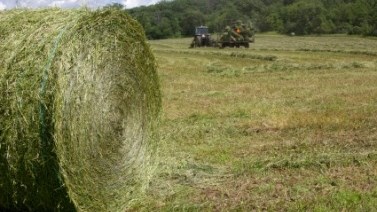 Agri podcast: Farmers receive fodder following fires Agri podcast: Farmers receive fodder following fires | News Article