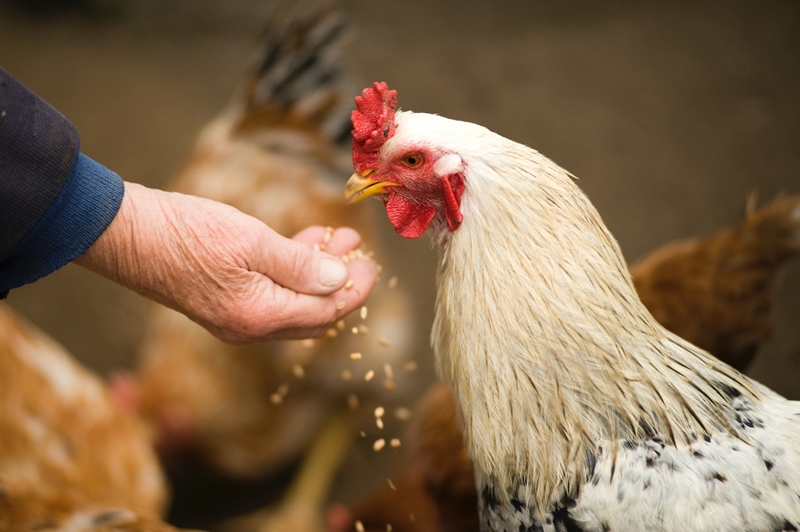 High production costs: tough year ahead for chicken industry  | News Article