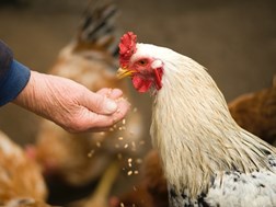 High production costs: tough year ahead for chicken industry  | News Article