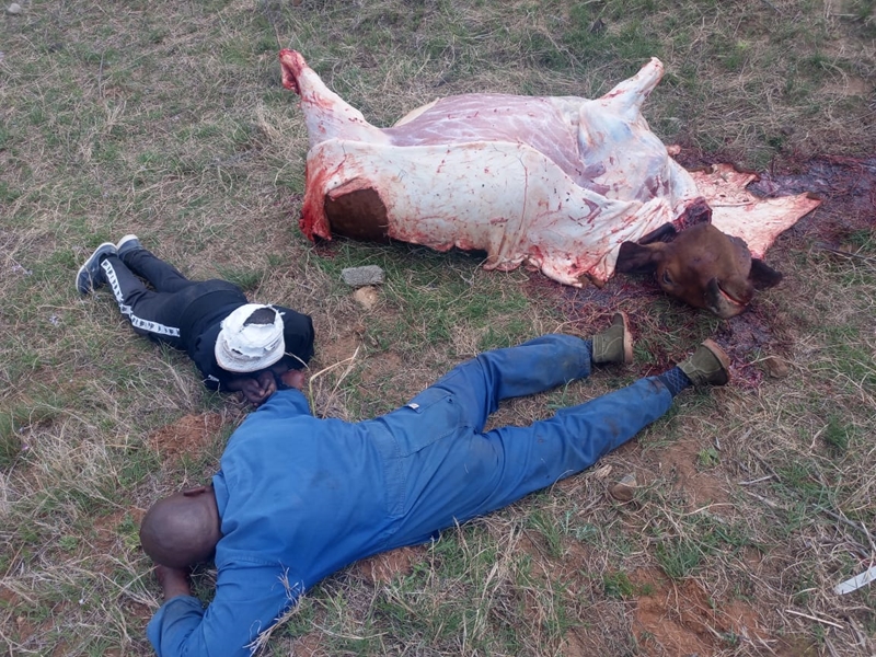 Veediefstal: Vrystaatse polisie trek verdagtes vas | News Article