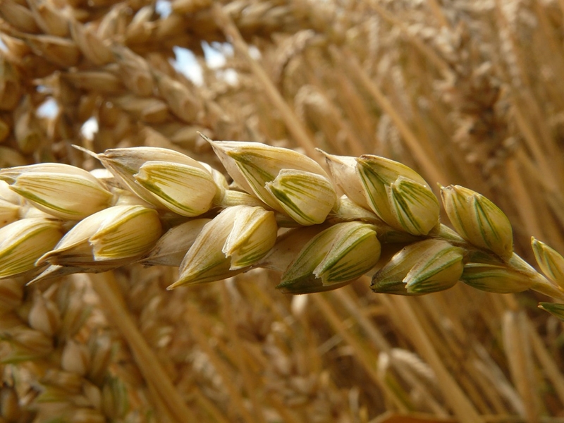 Agri-Uur: Jongste Safex-nuus | News Article