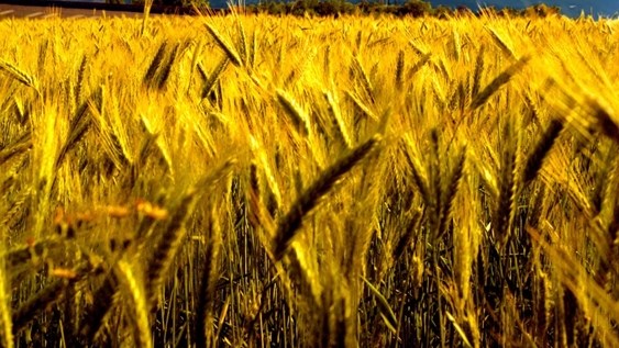 Agri-Uur: Jongste Safex-nuus Agri-Uur: Jongste Safex-nuus | News Article