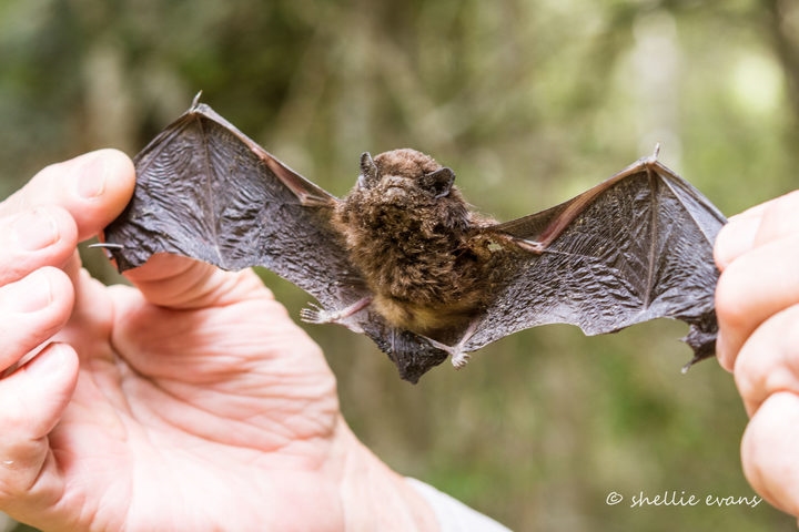 Weird Wide Web - Bird of the year is a...what? | News Article