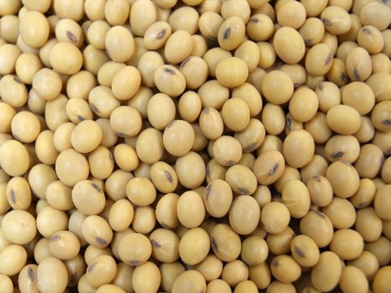Agri-Uur: Jongste Safex-nuus | News Article
