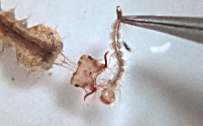 Mosquito larvae launch their heads to capture prey - WATCH | News Article
