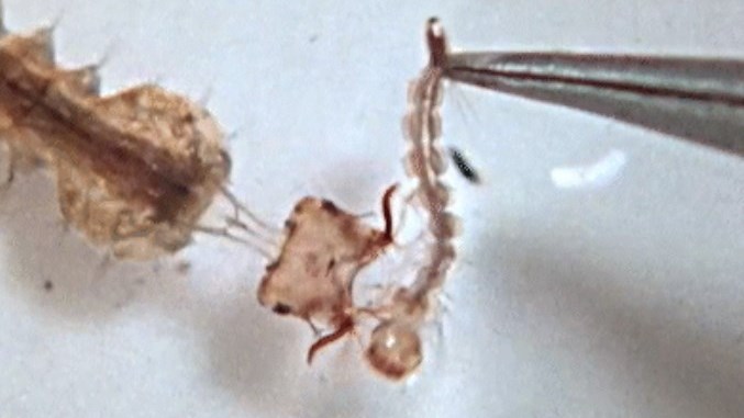 Mosquito larvae launch their heads to capture prey - WATCH | News Article