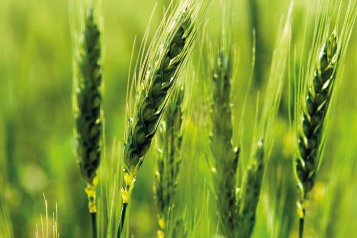 Agri-Uur: Jongste Safex-nuus | News Article