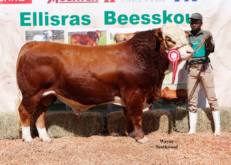 Elite van beestelers se pragdiere by Nampo Alfa te sien | News Article