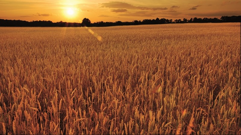 Agriculture is suffering due to #SAunrest, looting, and veldfires  | News Article