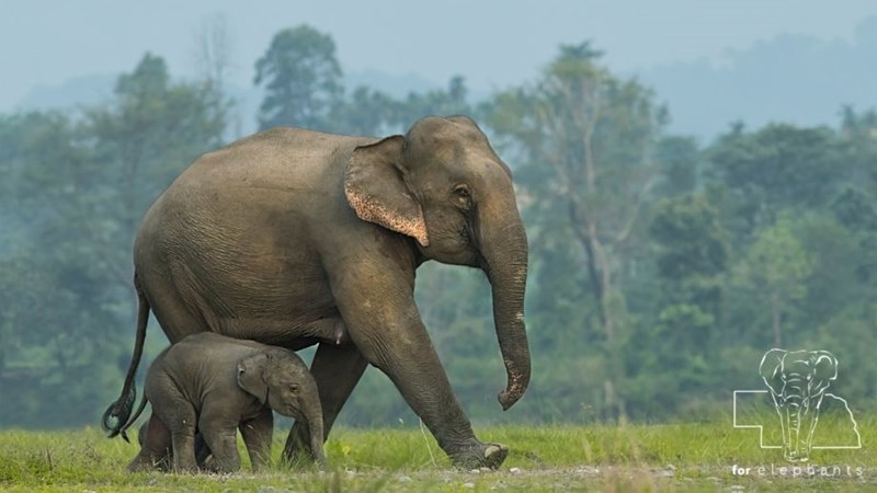 Baby elephant rescued from narrow well in India | News Article