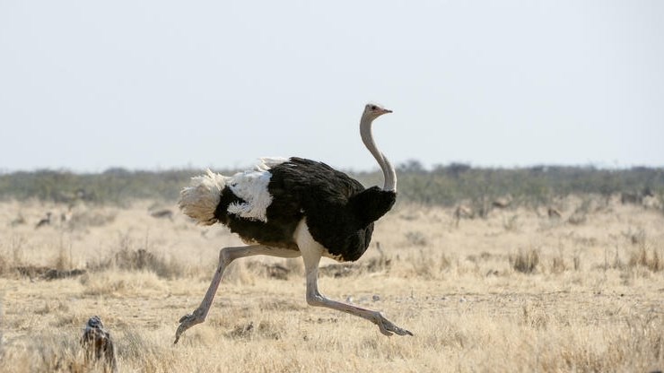 Getal volstruisprodusente neem af weens #droogte  | News Article