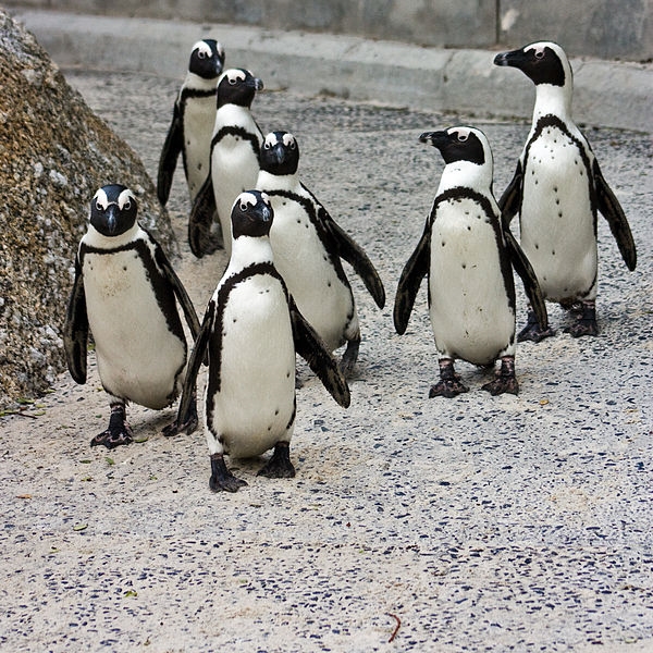 Penguins unimpressed with aquarium's shift to cheaper fish | News Article