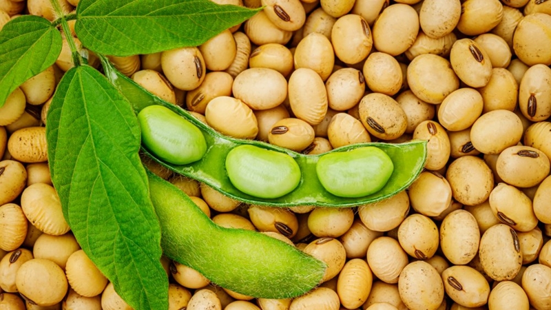 Agri-Uur: Jongste Safex-nuus | News Article