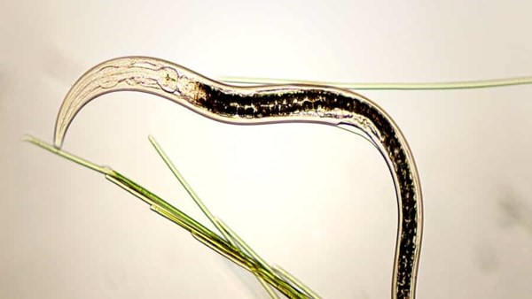 Special focus: How to manage plant-parasitic nematodes | News Article