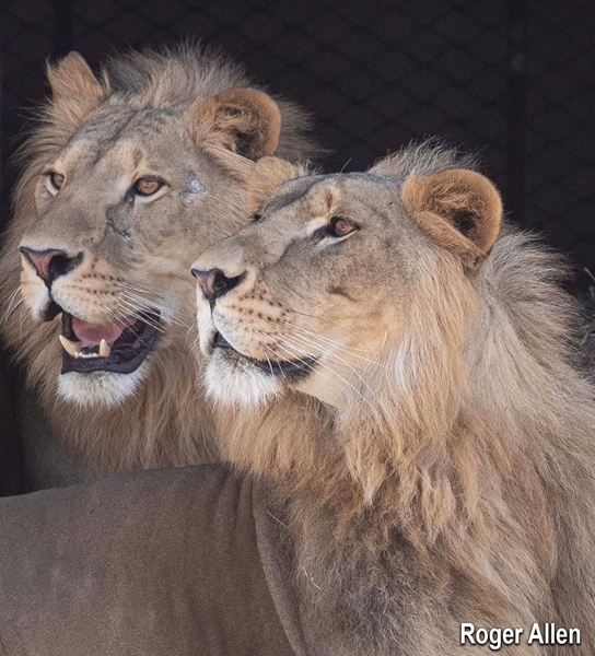 6 verwaaloosde leeus van Koeweit nou veilig in Vrystaat | News Article