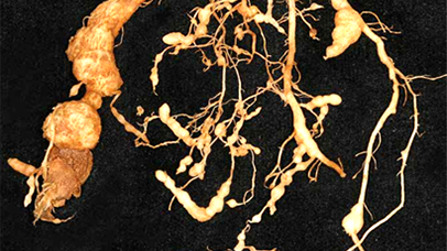 Nematodes: what they are and how to control them | News Article