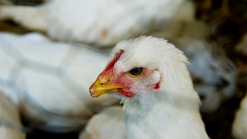 Suspension of anti-dumping duties on chicken welcomed | News Article