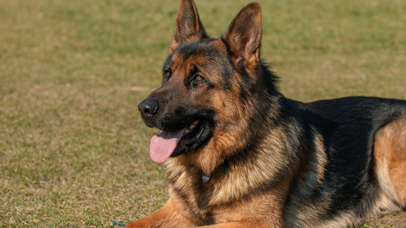 What your pet says about your personality What your pet says about your personality | News Article