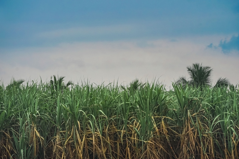 What’s new in Farmer’s Weekly? | News Article