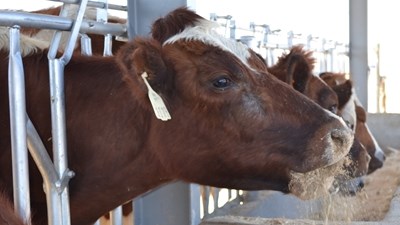 Stock theft in Free State in spotlight during budget Stock theft in Free State in spotlight during budget | News Article