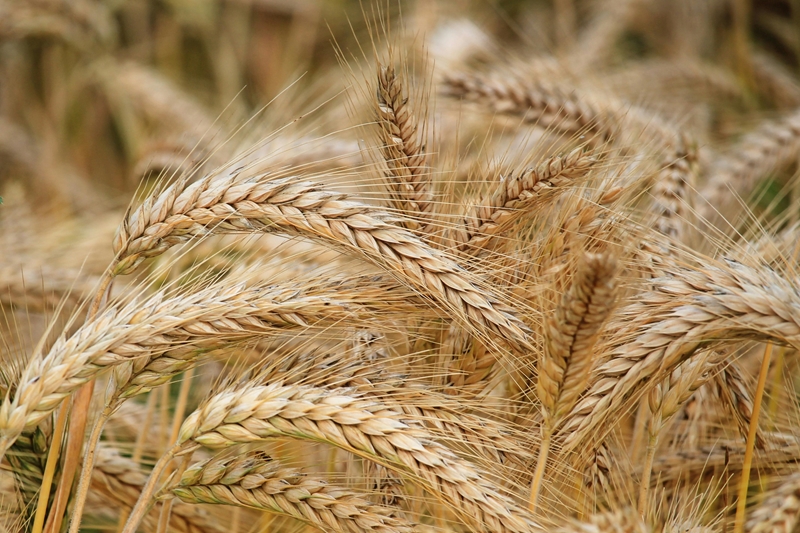 Promising grain season expected | News Article