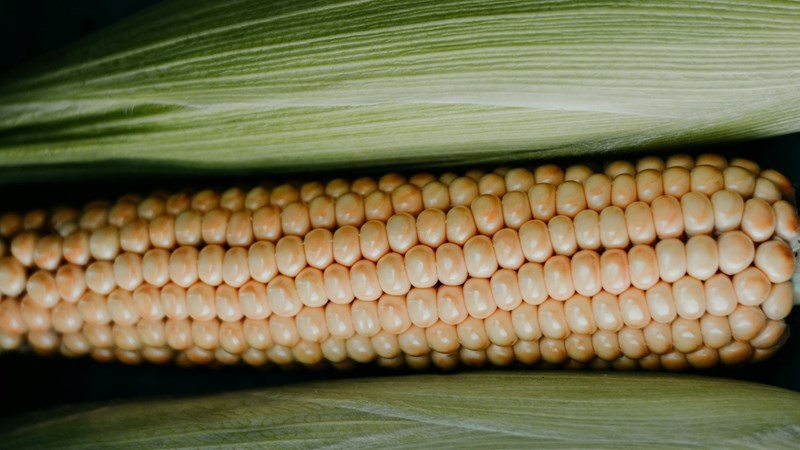 Produksieskatting vir 2025 somergewasse dui op toename in mielie-oes | News Article