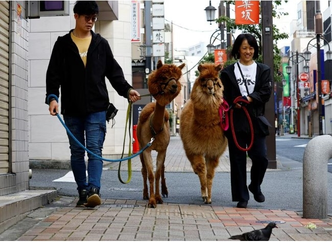 Weird Wide Web - Alpakkas help met stresverligting in Tokio | News Article