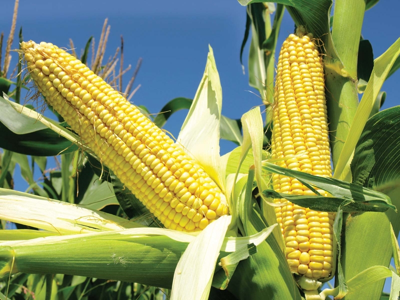 Agri-Uur: Jongste Safex-nuus | News Article