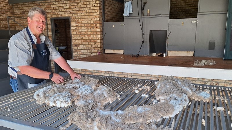NAMPO Alfa: Wolkwekers wys skaapskeer 'sonder die seer' NAMPO Alfa: Wolkwekers wys skaapskeer 'sonder die seer' | News Article