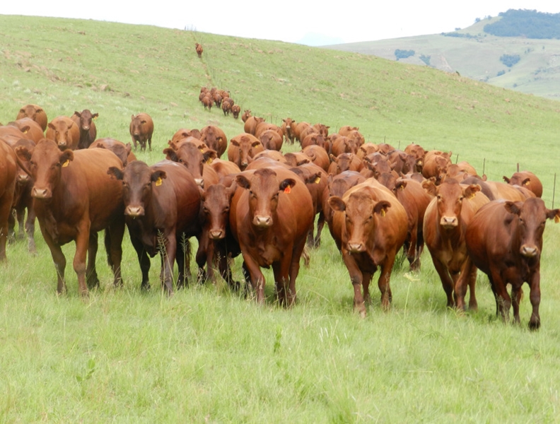 Suspect in court on stock theft charges | News Article