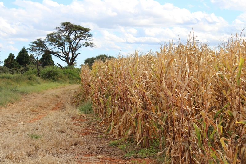 UFS spearheads crop research platform | News Article