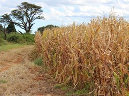 UFS spearheads crop research platform | News Article