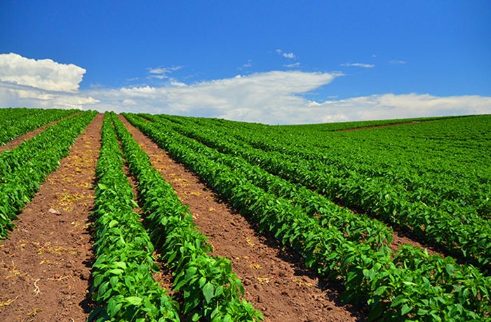 Agri-Uur: Jongste Safex-nuus | News Article