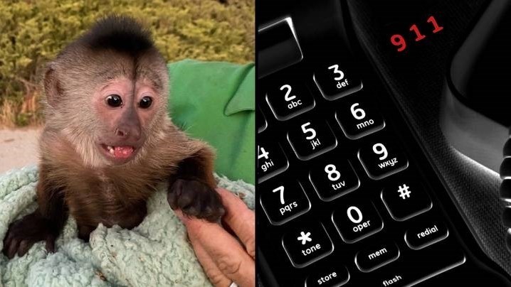 Weird Wide Web - Monkey in trouble after calling 911 | News Article