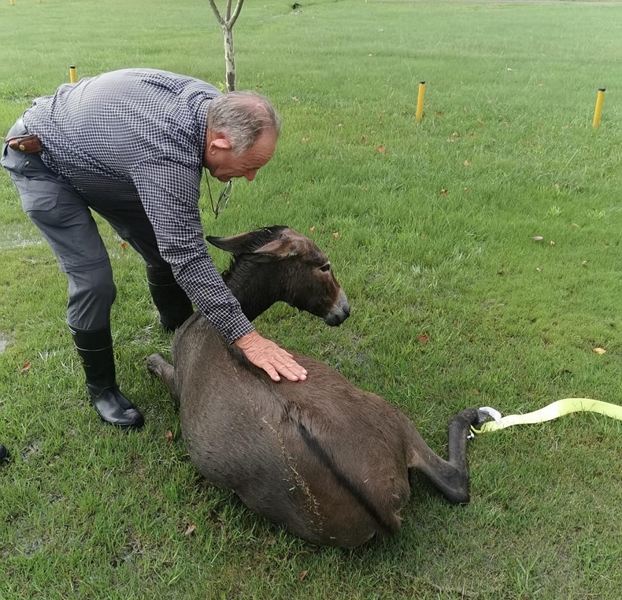 Donkie uit Vaal-vloed gered | News Article
