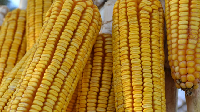 Agri-Uur: Jongste Safex-nuus Agri-Uur: Jongste Safex-nuus | News Article