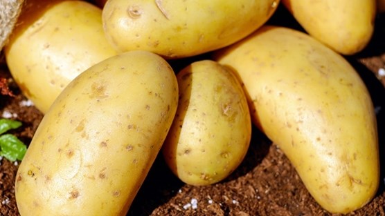 Agri podcast: North West celebrates Potato Harvest Day | News Article