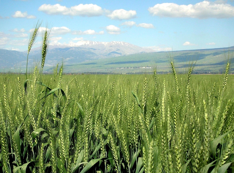 Agri-uur: Jongste Safex-nuus | News Article