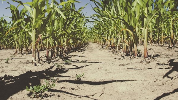 Graan SA vra regering om hulp weens droogte | News Article