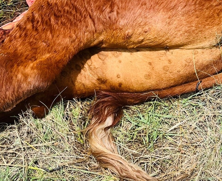 Knopvelsiekte bly verwoestend onder vee | News Article