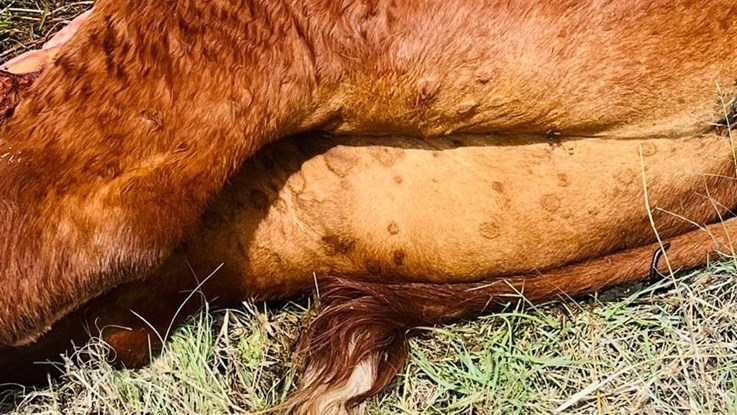 Knopvelsiekte bly verwoestend onder vee | News Article