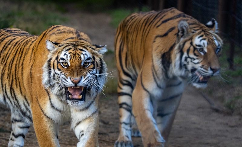 Rescued German tigers mark milestones at Bethlehem sanctuary 