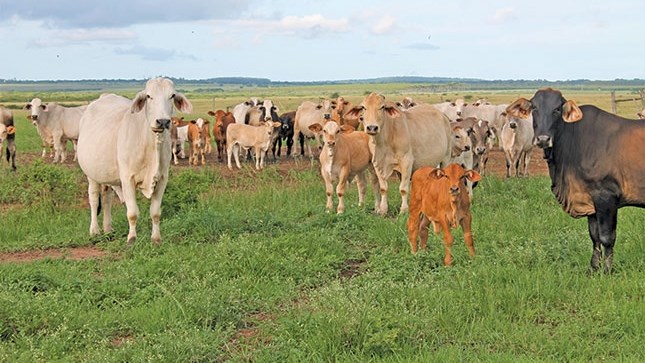 Holistic, preventative approach to herd health needed  | News Article