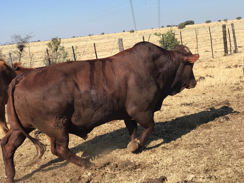 NW Agriculture Department allocates bulls to young farmers | News Article