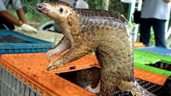Trio nabbed for possession of pangolin | News Article